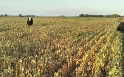 Brasil exportaría 10 millones de toneladas de soja a Argentina.