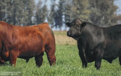 Desde el martes, Plaza Rural rematará casi 23.000 vacunos.