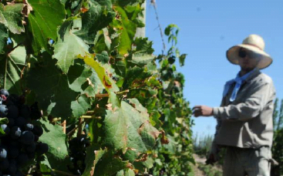 Uruguay reúne a cooperativas vitivinícolas más importantes del mundo.