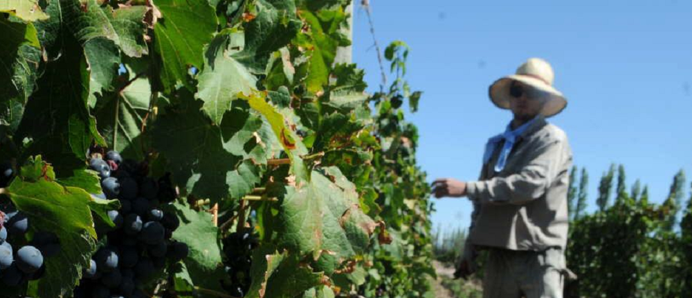 Uruguay reúne a cooperativas vitivinícolas más importantes del mundo.