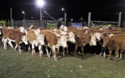 Con valores del momento, Carlos Bachino en Los Amigos dispersó surtida oferta.