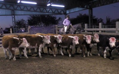 Clima y mercado influyeron en la pista de “Ortíz”