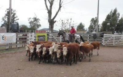 Dispar la pista del “Campanero”
