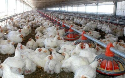En Entre Ríos el Senasa sacrificó 13.000 gallinas ponedorasy puso bajo observación otras 60 granjas avícolas
