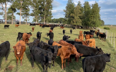 El viernes 6 de junio comienza la gira nacional Angus.