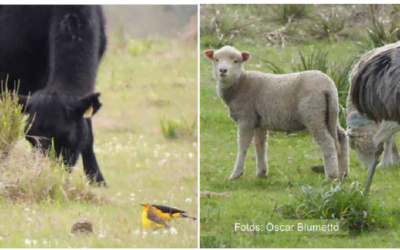 Agroecosistemas ganaderos, importante hábitat para las aves: análisis cualitativo del efecto del manejo productivo en especies prioritarias para la conservación en Uruguay.