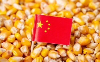 China empezó a importar maíz de Sudáfrica