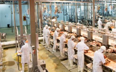 Faena anual: caída de los vacunos y aumento del 40% la de ovinos.