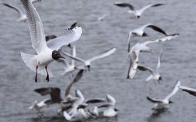 Europa: menos casos de gripe aviar en aves de corral, excepto gaviotas