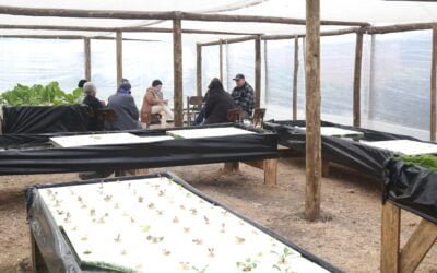 Intendencia de Maldonado abre inscripciones para el taller de Huerta Hidropónica