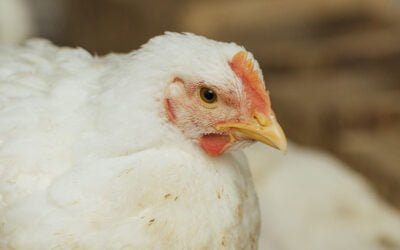 Los científicos piden más trabajo en el desarrollo de vacunas contra la gripe aviar al Reino Unido