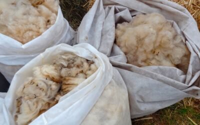 Caída del precio de la lana.