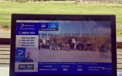 Pantalla Uruguay comenzó vendiendo más de 5.200 vacunos.