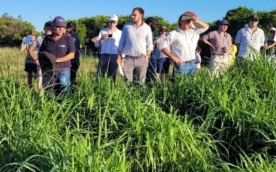 Regando la Ganadería del Norte: INIA invita a la presentación de resultados en predios piloto.