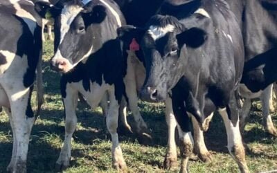 8va. Jornada Anual de Genética Lechera