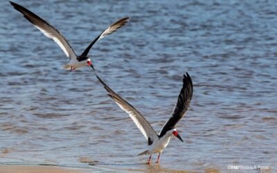 Brasil reporta los primeros casos de gripe aviar.