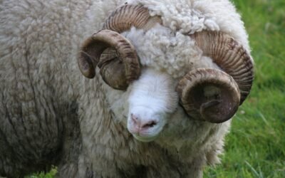 Lana: El promedio del Indicador del Mercado del Este subió 14 centavos.