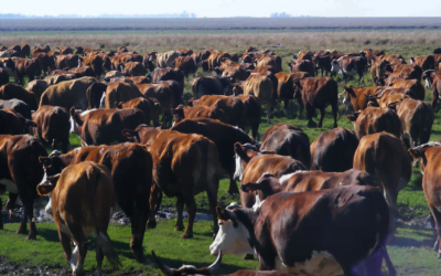 Hoy a las 09.00 comienza el remate de Plaza Rural con transmisión de Todo El Campo.