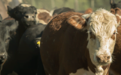 Informe Rosgan. En el primer semestre, las cifras de faena y producción revelan una mayor capacidad de manejo frente a la seca.