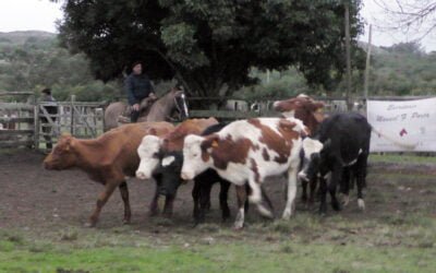 Pista de “La Querencia” mostró un mercado bastante dinámico con precios ajustados al momento