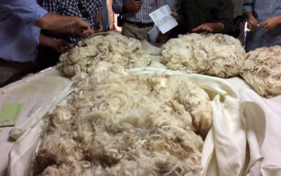 Esta semana la lana bajó levemente y quedó en US$ 8,68.