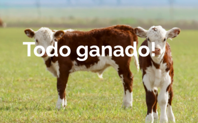 Hoy finaliza el remate 262 de Pantalla Uruguay.