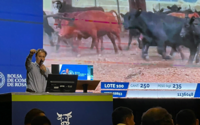 Remate Rosgan: La sequía sigue marcando la tónica del negocio ganadero.