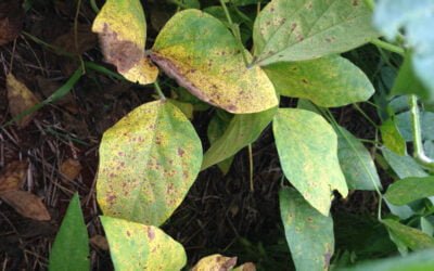 Inteligencia artificial identifica plantas enfermas simulando un proceso cerebral