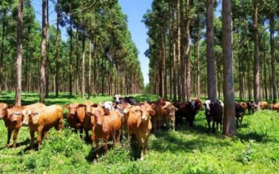 En octubre Uruguay será sede del Congreso Internacional de Silvopastoreo