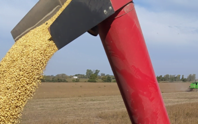 La cosecha de soja no ha presentado sorpresas respecto a lo que se estimaba.