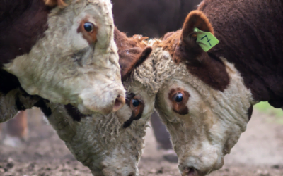 Presidente saliente de Colonización: La estafa de Conexión Ganadera no afecta al Instituto.