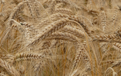 El Niño tendrá un impacto alcista en los mercados de trigo en 23/24.