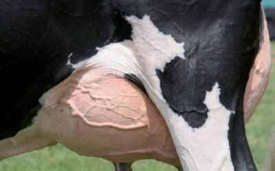 Aviso a productores: se detectó clorato en leche.