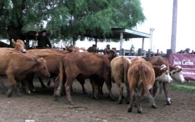 Mercado más tonificado de Juan Carlos Martínez Negocios Rurales en Cuchilla de Silvera.