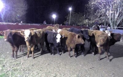 Delcio Umpiérrez Negocios Rurales con pista ajustada al momento, en Cañada Bellaca.