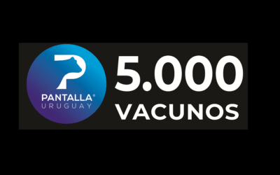 Mañana Pantalla Uruguay rematará 5.000 vacunos.