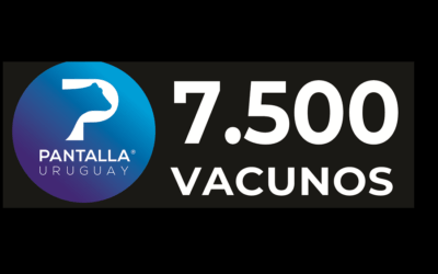 El viernes Pantalla Uruguay rematará 7.500 vacunos.
