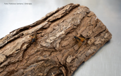 Brasil. Gestión integrada de la avispa de la madera genera beneficios millonarios.