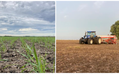 Informe de Dufour Commodities sobre estado de los cultivos.