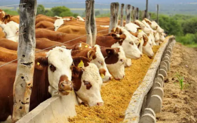 Consignatarios: el ganado de corral sostuvo la actividad de la semana pasada.