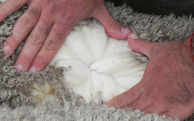 Consignatarios de lanas informaron precios del mercado interno, por raza, zafra 2022/2023.