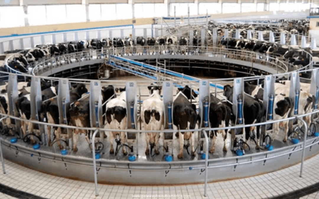 Países Bajos hace efectivo plan de realocación y cierre de establecimientos para grandes emisores de nitrógeno.