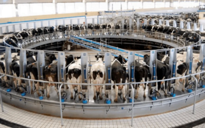 Países Bajos hace efectivo plan de realocación y cierre de establecimientos para grandes emisores de nitrógeno.