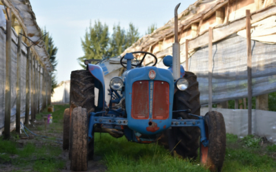 Producción hortifrutícola de Salto: Las consecuencias del estrés hídrico no fueron tan acentuadas como en otras zonas del país.