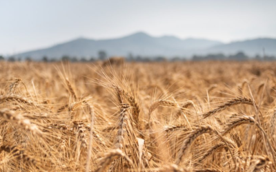 Los cultivos de trigo pueden verse amenazados por calor y sequía sin precedentes.