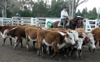 Pista ágil, buenos valores y colocaciones totales de Montero & Fernández en el Campanero.