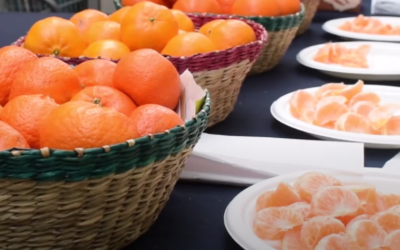 Mejoramiento genético en citrus busca nuevas variedades según las preferencias de consumidor.