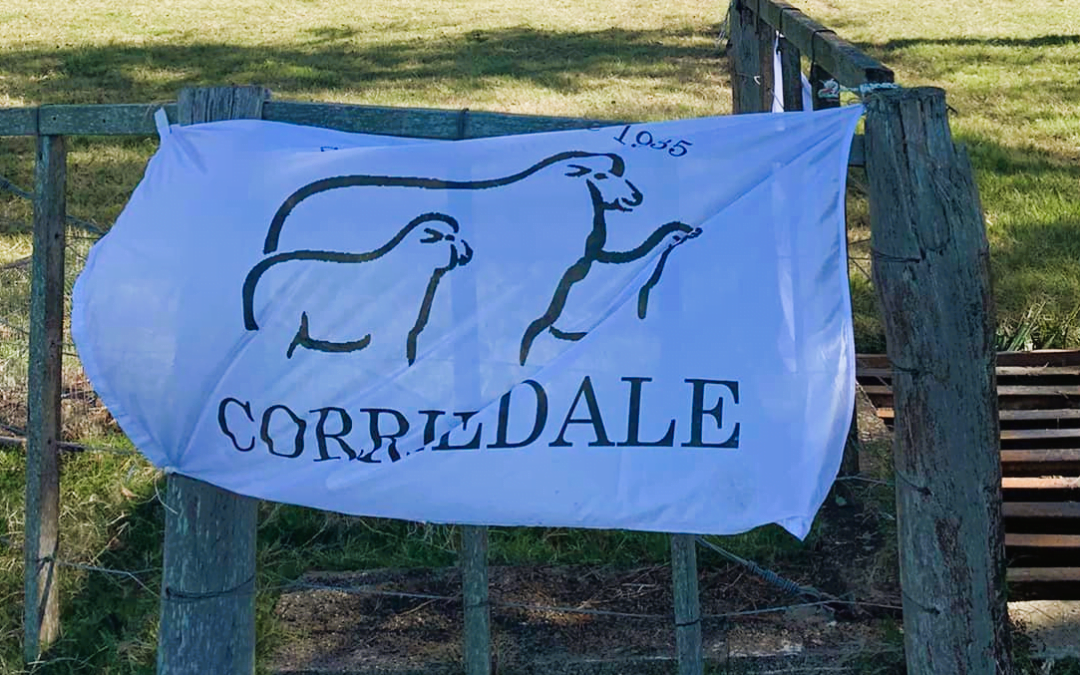 Ovejas y perros. Criadores de Corriedale exigen “sinceramiento” de las autoridades.