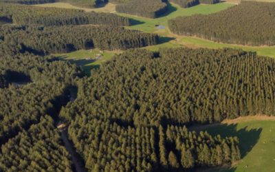 Llega la conferencia sobre mejora y cultivo de Eucaliptus; el 16/07 vence plazo de presentación de resúmenes para exponer.