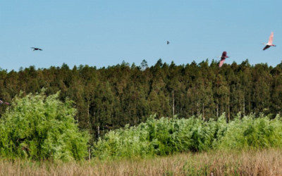 Reconocimiento internacional a Montes del Plata por su aporte a la biodiversidad.